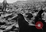 Image of seal patrol Pacific Ocean, 1935, second 44 stock footage video 65675049565