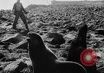 Image of seal patrol Pacific Ocean, 1935, second 45 stock footage video 65675049565