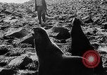 Image of seal patrol Pacific Ocean, 1935, second 46 stock footage video 65675049565