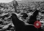 Image of seal patrol Pacific Ocean, 1935, second 49 stock footage video 65675049565