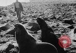 Image of seal patrol Pacific Ocean, 1935, second 51 stock footage video 65675049565