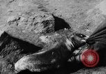 Image of seal patrol Pacific Ocean, 1935, second 52 stock footage video 65675049565
