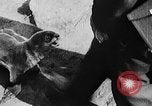 Image of seal patrol Pacific Ocean, 1935, second 55 stock footage video 65675049565