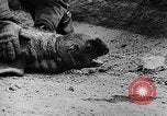 Image of seal patrol Pacific Ocean, 1935, second 60 stock footage video 65675049565