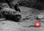 Image of seal patrol Pacific Ocean, 1935, second 62 stock footage video 65675049565