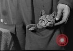 Image of Italian aviators Eastern Front European Theater, 1943, second 21 stock footage video 65675049660