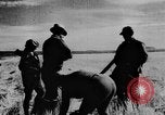 Immagine di Oche selvatiche Tule Lake California USA, 1933, secondo 45 filmato di repertorio 65675049751
