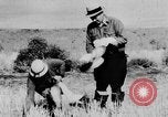 Immagine di Oche selvatiche Tule Lake California USA, 1933, secondo 50 filmato di repertorio 65675049751