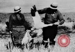 Immagine di Oche selvatiche Tule Lake California USA, 1933, secondo 54 filmato di repertorio 65675049751