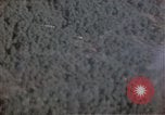 Image of trees Europe, 1945, second 21 stock footage video 65675049791