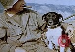 Image of 40 mm gun Germany, 1945, second 37 stock footage video 65675049819