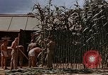 Image bâtiment du 65e Escadron de chasse Club durant Seconde Guerre Mondiale Corse France, 1944, de la seconde 45 séquences d'archives historiques vidéo 65675049832