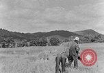 Image faux et berceau Kentucky United States USA, 1940, de la seconde 30 séquences d'archives historiques vidéo 65675050015