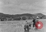 Image faux et berceau Kentucky United States USA, 1940, de la seconde 31 séquences d'archives historiques vidéo 65675050015
