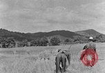Image faux et berceau Kentucky United States USA, 1940, de la seconde 33 séquences d'archives historiques vidéo 65675050015