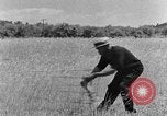 Image faux et berceau Kentucky United States USA, 1940, de la seconde 35 séquences d'archives historiques vidéo 65675050015