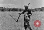Image faux et berceau Kentucky United States USA, 1940, de la seconde 37 séquences d'archives historiques vidéo 65675050015