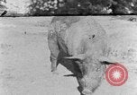 Image porc domestique Tennessee United States USA, 1940, de la seconde 1 séquences d'archives historiques vidéo 65675050019