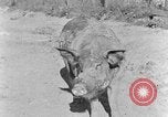 Image porc domestique Tennessee United States USA, 1940, de la seconde 3 séquences d'archives historiques vidéo 65675050019
