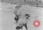 Image porc domestique Tennessee United States USA, 1940, de la seconde 4 séquences d'archives historiques vidéo 65675050019