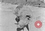 Image porc domestique Tennessee United States USA, 1940, de la seconde 5 séquences d'archives historiques vidéo 65675050019