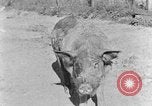 Image porc domestique Tennessee United States USA, 1940, de la seconde 6 séquences d'archives historiques vidéo 65675050019