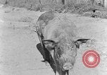 Image porc domestique Tennessee United States USA, 1940, de la seconde 7 séquences d'archives historiques vidéo 65675050019