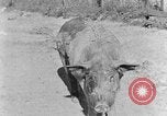Image porc domestique Tennessee United States USA, 1940, de la seconde 8 séquences d'archives historiques vidéo 65675050019
