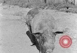 Image porc domestique Tennessee United States USA, 1940, de la seconde 9 séquences d'archives historiques vidéo 65675050019