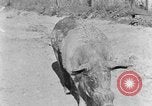 Image porc domestique Tennessee United States USA, 1940, de la seconde 10 séquences d'archives historiques vidéo 65675050019