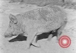 Image porc domestique Tennessee United States USA, 1940, de la seconde 11 séquences d'archives historiques vidéo 65675050019