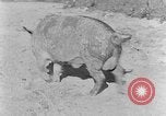 Image porc domestique Tennessee United States USA, 1940, de la seconde 12 séquences d'archives historiques vidéo 65675050019