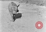 Image porc domestique Tennessee United States USA, 1940, de la seconde 13 séquences d'archives historiques vidéo 65675050019