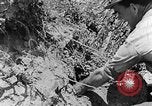 Image tas de broussailles Tennessee United States USA, 1940, de la seconde 3 séquences d'archives historiques vidéo 65675050022