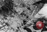 Image tas de broussailles Tennessee United States USA, 1940, de la seconde 4 séquences d'archives historiques vidéo 65675050022