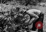 Image tas de broussailles Tennessee United States USA, 1940, de la seconde 9 séquences d'archives historiques vidéo 65675050022