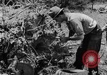 Image tas de broussailles Tennessee United States USA, 1940, de la seconde 10 séquences d'archives historiques vidéo 65675050022