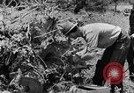 Image tas de broussailles Tennessee United States USA, 1940, de la seconde 11 séquences d'archives historiques vidéo 65675050022