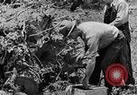 Image tas de broussailles Tennessee United States USA, 1940, de la seconde 13 séquences d'archives historiques vidéo 65675050022