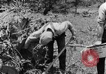 Image tas de broussailles Tennessee United States USA, 1940, de la seconde 15 séquences d'archives historiques vidéo 65675050022