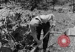 Image tas de broussailles Tennessee United States USA, 1940, de la seconde 16 séquences d'archives historiques vidéo 65675050022