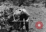 Image tas de broussailles Tennessee United States USA, 1940, de la seconde 17 séquences d'archives historiques vidéo 65675050022