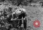 Image tas de broussailles Tennessee United States USA, 1940, de la seconde 18 séquences d'archives historiques vidéo 65675050022