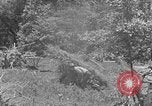 Image tas de broussailles Tennessee United States USA, 1940, de la seconde 19 séquences d'archives historiques vidéo 65675050022