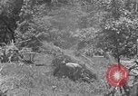 Image tas de broussailles Tennessee United States USA, 1940, de la seconde 20 séquences d'archives historiques vidéo 65675050022