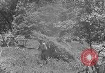 Image tas de broussailles Tennessee United States USA, 1940, de la seconde 22 séquences d'archives historiques vidéo 65675050022