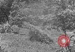 Image tas de broussailles Tennessee United States USA, 1940, de la seconde 24 séquences d'archives historiques vidéo 65675050022