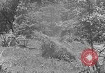 Image tas de broussailles Tennessee United States USA, 1940, de la seconde 25 séquences d'archives historiques vidéo 65675050022