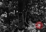 Image of lumbering Kentucky United States USA, 1940, second 4 stock footage video 65675050024