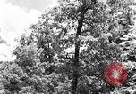 Image of lumbering Kentucky United States USA, 1940, second 12 stock footage video 65675050024